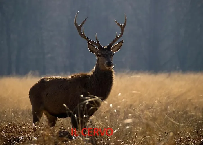 Oda ve Kahvaltı Il Castello Maggiore Con Terrazza Cossogno