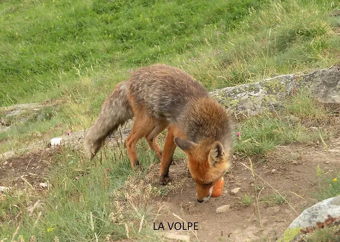 Oda ve Kahvaltı Il Castello Maggiore Con Terrazza 3*