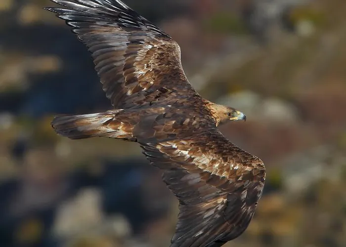 Il Castello Maggiore Con Terrazza