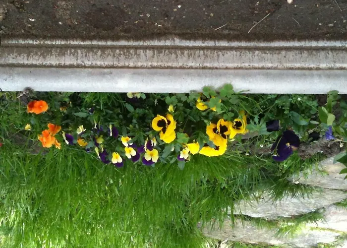 住宿加早餐酒店 Il Castello Maggiore Con Terrazza Cossogno